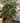 8' LARGE BAMBOO SILK FLOOR PLANT/ TREE