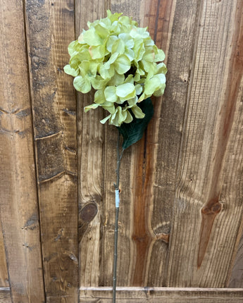 GREEN HYDRANGEA LONG STEM