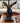 PETRIFIED WOOD ON BLACK BASE W/TAN,RECTANGLE SHADE