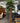 8' LARGE BAMBOO SILK FLOOR PLANT/ TREE